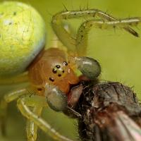 Orb-Web Spider with prey 2 